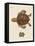 Tortoises-null-Framed Stretched Canvas