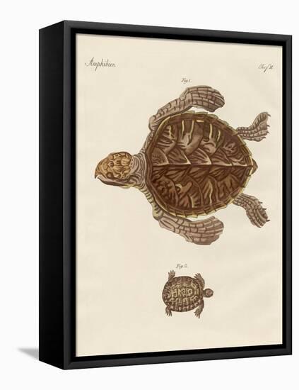 Tortoises-null-Framed Stretched Canvas