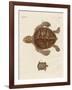 Tortoises-null-Framed Giclee Print