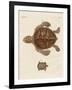 Tortoises-null-Framed Giclee Print