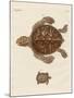 Tortoises-null-Mounted Giclee Print
