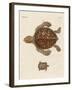 Tortoises-null-Framed Giclee Print