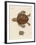 Tortoises-null-Framed Giclee Print