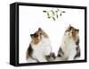 Tortoiseshell and White Persian Kittens Under-null-Framed Stretched Canvas