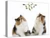 Tortoiseshell and White Persian Kittens Under-null-Stretched Canvas