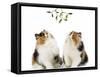 Tortoiseshell and White Persian Kittens Under-null-Framed Stretched Canvas