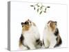 Tortoiseshell and White Persian Kittens Under-null-Stretched Canvas