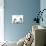 Tortoiseshell and White Persian Kittens Under-null-Photographic Print displayed on a wall