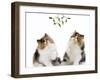 Tortoiseshell and White Persian Kittens Under-null-Framed Photographic Print