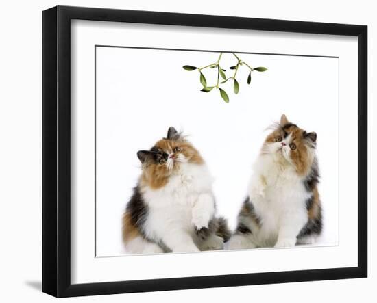 Tortoiseshell and White Persian Kittens Under-null-Framed Photographic Print