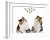 Tortoiseshell and White Persian Kittens Under-null-Framed Photographic Print