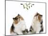 Tortoiseshell and White Persian Kittens Under-null-Mounted Photographic Print