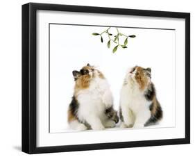 Tortoiseshell and White Persian Kittens Under-null-Framed Photographic Print