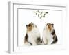 Tortoiseshell and White Persian Kittens Under-null-Framed Photographic Print