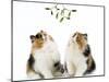 Tortoiseshell and White Persian Kittens Under-null-Mounted Photographic Print