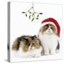 Tortoiseshell and White Persian Kittens-null-Stretched Canvas