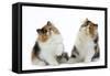 Tortoiseshell and White Persian Kittens-null-Framed Stretched Canvas