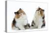 Tortoiseshell and White Persian Kittens-null-Stretched Canvas