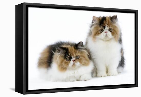 Tortoiseshell and White Persian Kittens-null-Framed Stretched Canvas