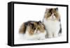 Tortoiseshell and White Persian Kittens-null-Framed Stretched Canvas