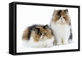 Tortoiseshell and White Persian Kittens-null-Framed Stretched Canvas