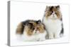 Tortoiseshell and White Persian Kittens-null-Stretched Canvas