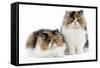 Tortoiseshell and White Persian Kittens-null-Framed Stretched Canvas