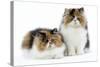 Tortoiseshell and White Persian Kittens-null-Stretched Canvas