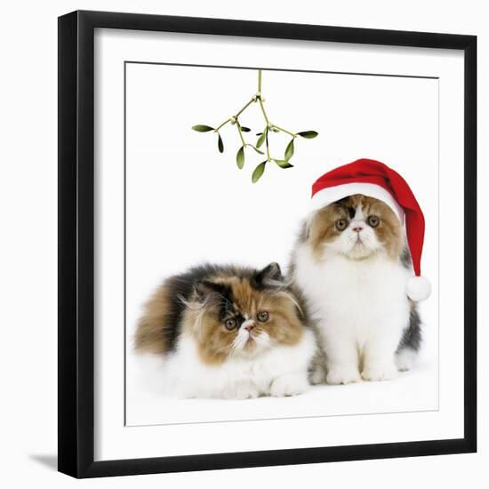 Tortoiseshell and White Persian Kittens-null-Framed Photographic Print