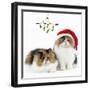 Tortoiseshell and White Persian Kittens-null-Framed Photographic Print