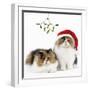 Tortoiseshell and White Persian Kittens-null-Framed Photographic Print