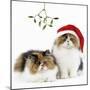 Tortoiseshell and White Persian Kittens-null-Mounted Photographic Print