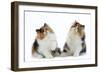 Tortoiseshell and White Persian Kittens-null-Framed Photographic Print