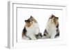 Tortoiseshell and White Persian Kittens-null-Framed Photographic Print