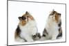 Tortoiseshell and White Persian Kittens-null-Mounted Photographic Print