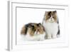 Tortoiseshell and White Persian Kittens-null-Framed Photographic Print