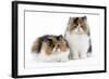 Tortoiseshell and White Persian Kittens-null-Framed Photographic Print