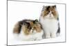 Tortoiseshell and White Persian Kittens-null-Mounted Photographic Print