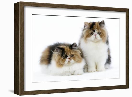 Tortoiseshell and White Persian Kittens-null-Framed Photographic Print