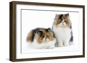 Tortoiseshell and White Persian Kittens-null-Framed Photographic Print