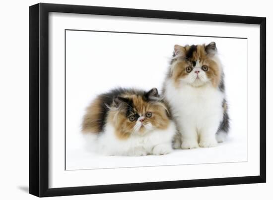 Tortoiseshell and White Persian Kittens-null-Framed Photographic Print