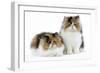 Tortoiseshell and White Persian Kittens-null-Framed Photographic Print