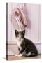 Tortoiseshell Cat Kitten with Ballet Shoes-null-Stretched Canvas