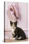 Tortoiseshell Cat Kitten with Ballet Shoes-null-Stretched Canvas