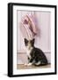 Tortoiseshell Cat Kitten with Ballet Shoes-null-Framed Photographic Print