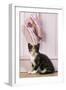 Tortoiseshell Cat Kitten with Ballet Shoes-null-Framed Photographic Print