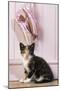 Tortoiseshell Cat Kitten with Ballet Shoes-null-Mounted Photographic Print