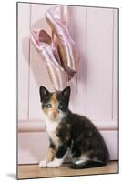 Tortoiseshell Cat Kitten with Ballet Shoes-null-Mounted Photographic Print