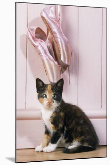 Tortoiseshell Cat Kitten with Ballet Shoes-null-Mounted Photographic Print