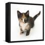 Tortoiseshell Kitten, Sitting and Looking Up-Mark Taylor-Framed Stretched Canvas